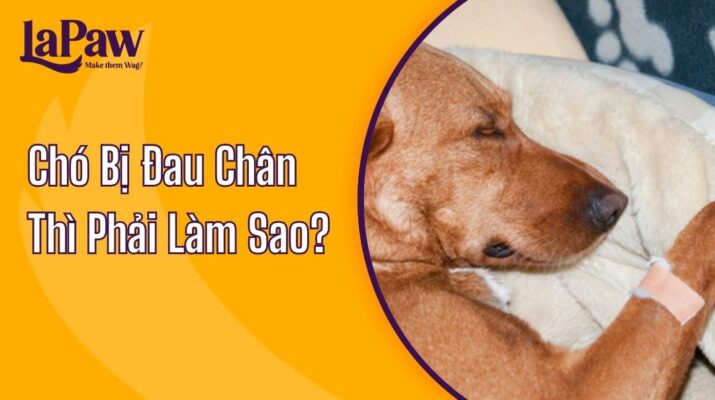 Chó Bị Đau Chân Thì Phải Làm Sao?
