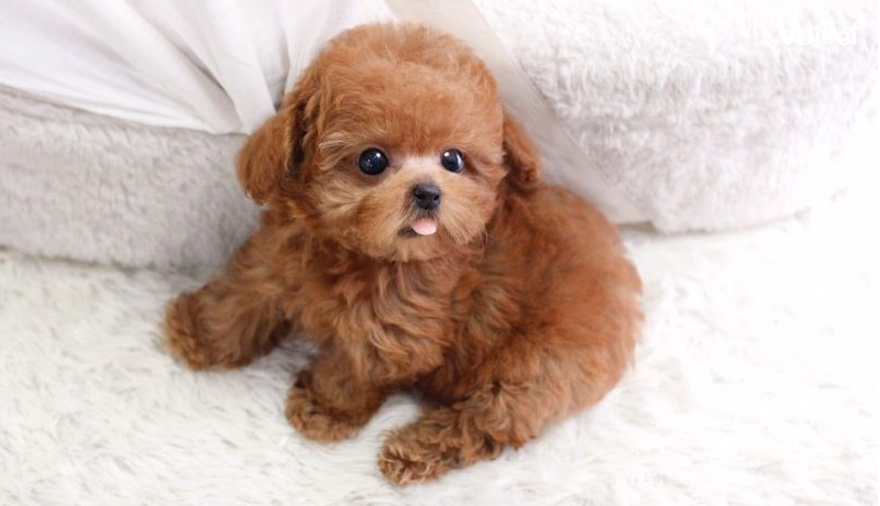 Chó nhỏ (như Poodle, Chihuahua)