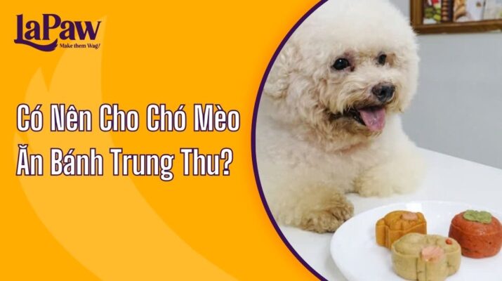 Có Nên Cho Chó Mèo Ăn Bánh Trung Thu Không?