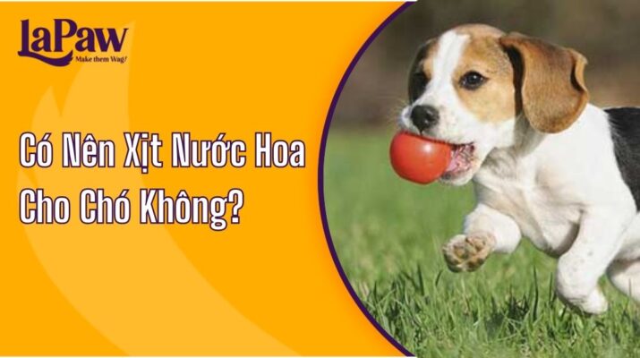 Có Nên Xịt Nước Hoa Cho Chó Không?