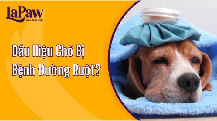 Dấu Hiệu Chó Bị Bệnh Đường Ruột?