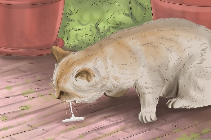 Dấu hiệu nhận biết mèo bị nhiễm giun