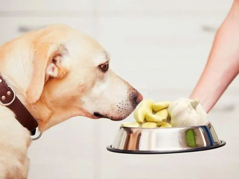 Hành và tỏi - Thực phẩm nguy hiểm tiềm ẩn cho chó