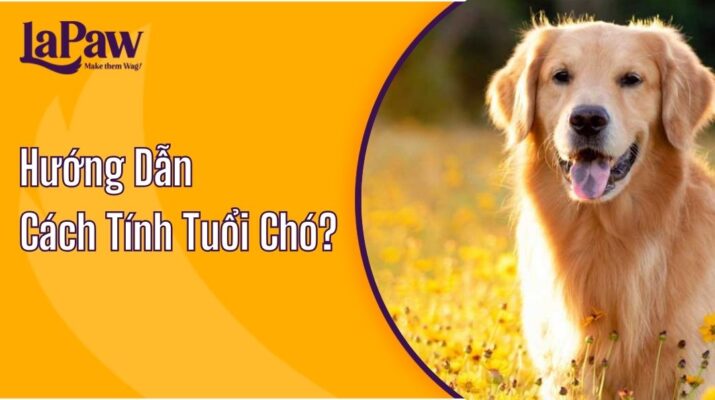 Hướng Dẫn Bạn Cách Tính Tuổi Chó?