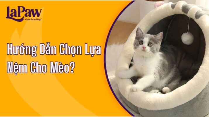 Hướng Dẫn Chọn Lựa Nệm Cho Mèo?