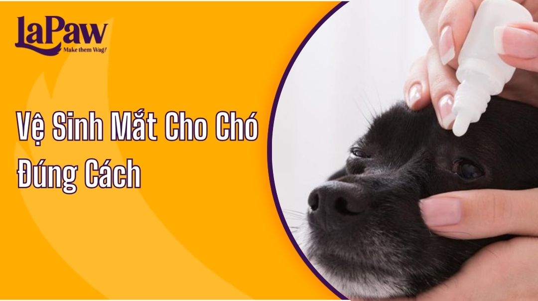 Hướng Dẫn Vệ Sinh Mắt Cho Chó Đúng Cách?