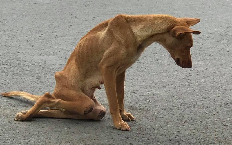 Khó Khăn Khi Đứng Lên Hoặc Ngồi Xuống