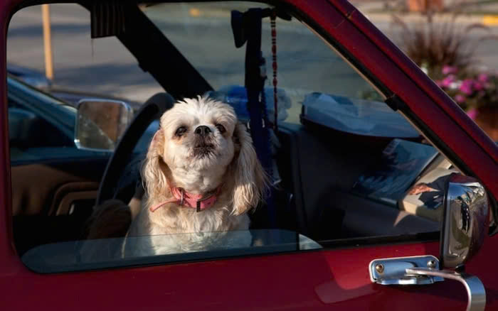 Không Bỏ Mặc Chó Một Mình Trong Xe Hơi