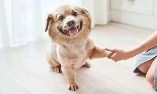 Không Để Chó Bị Cô Lập