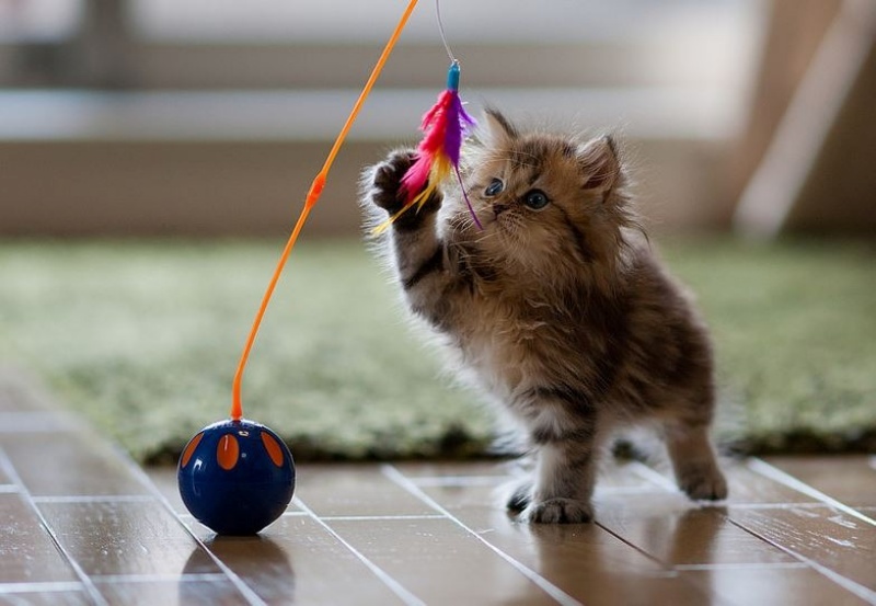 Lợi Ích Của Cỏ Bạc Hà Mèo