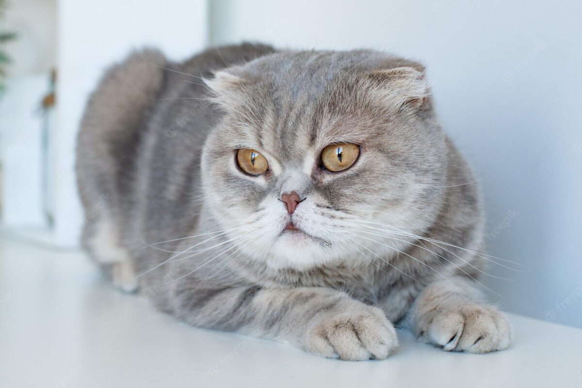 Luyện tập và giữ sức khỏe cho mèo Anh lông ngắn