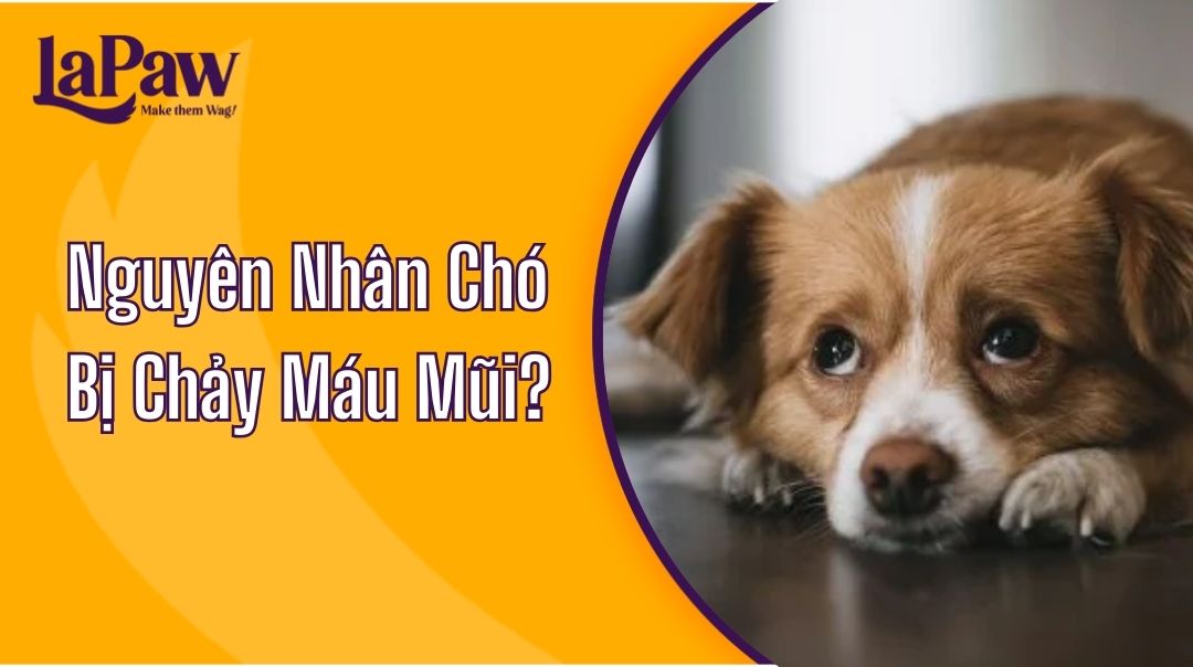 Nguyên Nhân Chó Bị Chảy Máu Mũi?