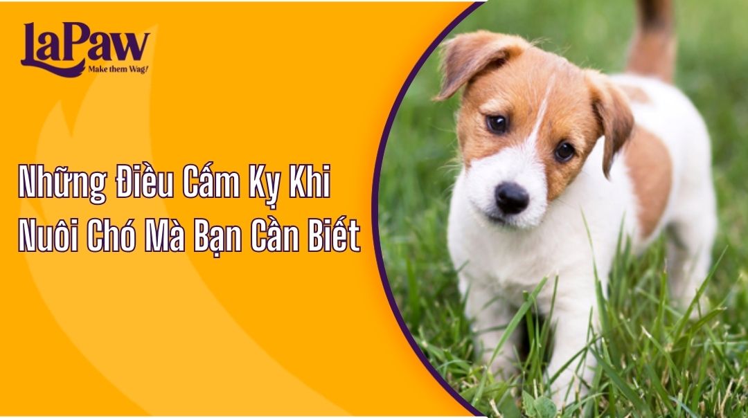 Những Điều Cấm Kỵ Khi Nuôi Chó Mà Bạn Cần Biết