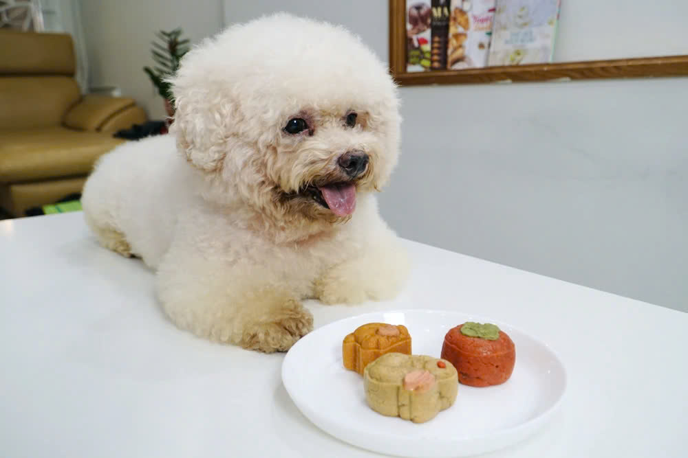 Những dấu hiệu nhận biết khi chó mèo bị ngộ độc bánh trung thu