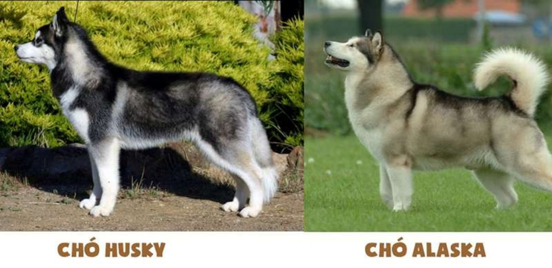 Sự khác biệt giữa Chó Alaska và Chó Husky