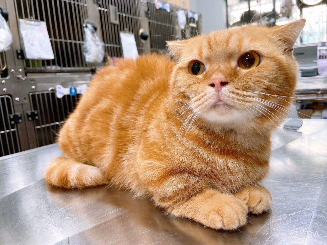 Thời điểm nào triệt sản cho mèo cái?