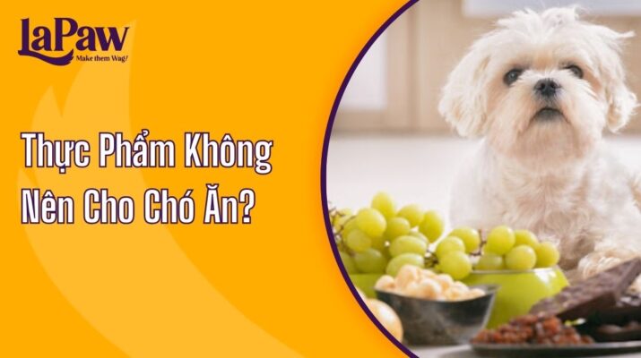 Thực Phẩm Không Nên Cho Chó Ăn?