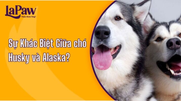 Tìm Hiểu Sự Khác Biệt Giữa chó Husky và Alaska?