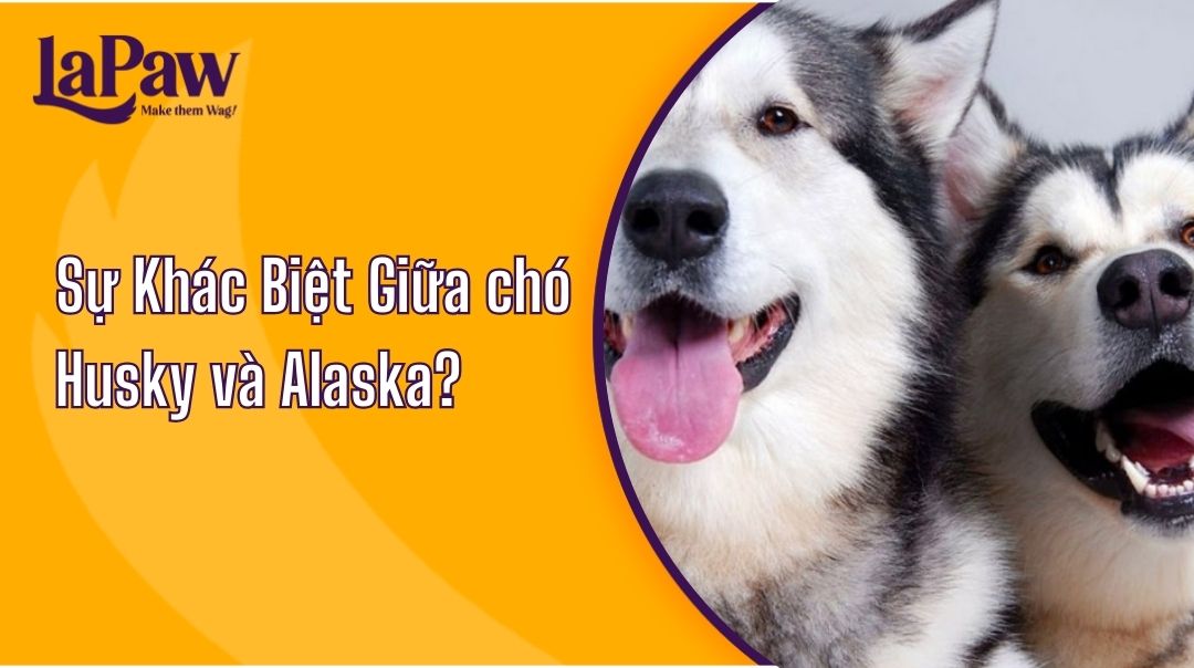 Tìm Hiểu Sự Khác Biệt Giữa chó Husky và Alaska?
