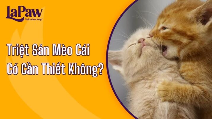 Triệt Sản Mèo Cái Có Cần Thiết Không?