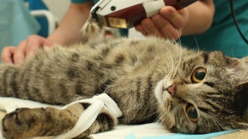 Triệt Sản Mèo Cái Là Gì?