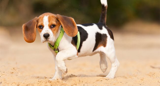 Triệu Chứng Chó Bị Đau Chân