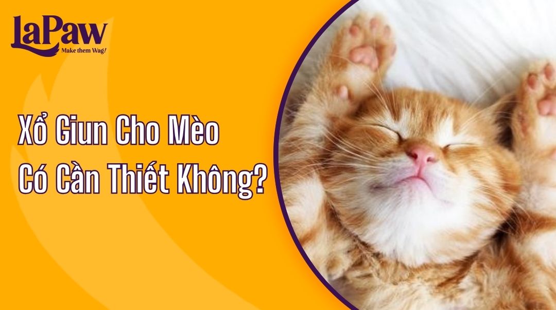 Xổ Giun Cho Mèo Có Cần Thiết Không?