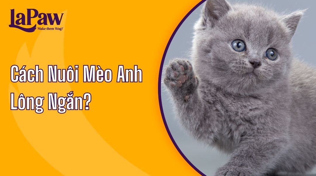 cách nuôi mèo anh lông ngắn