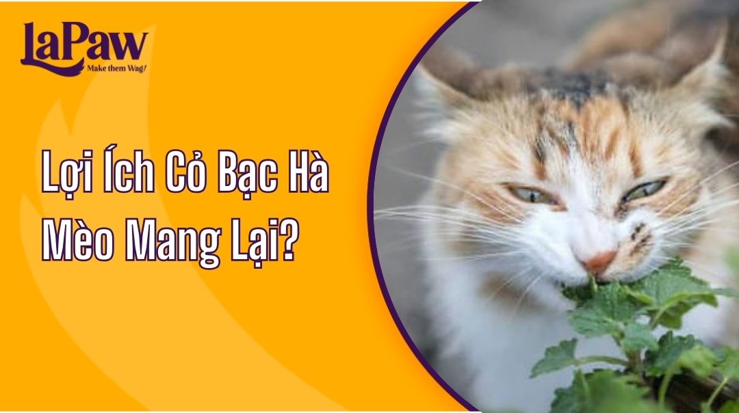 cỏ bạc hà mèo