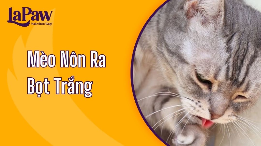 mèo nôn ra bọt trắng