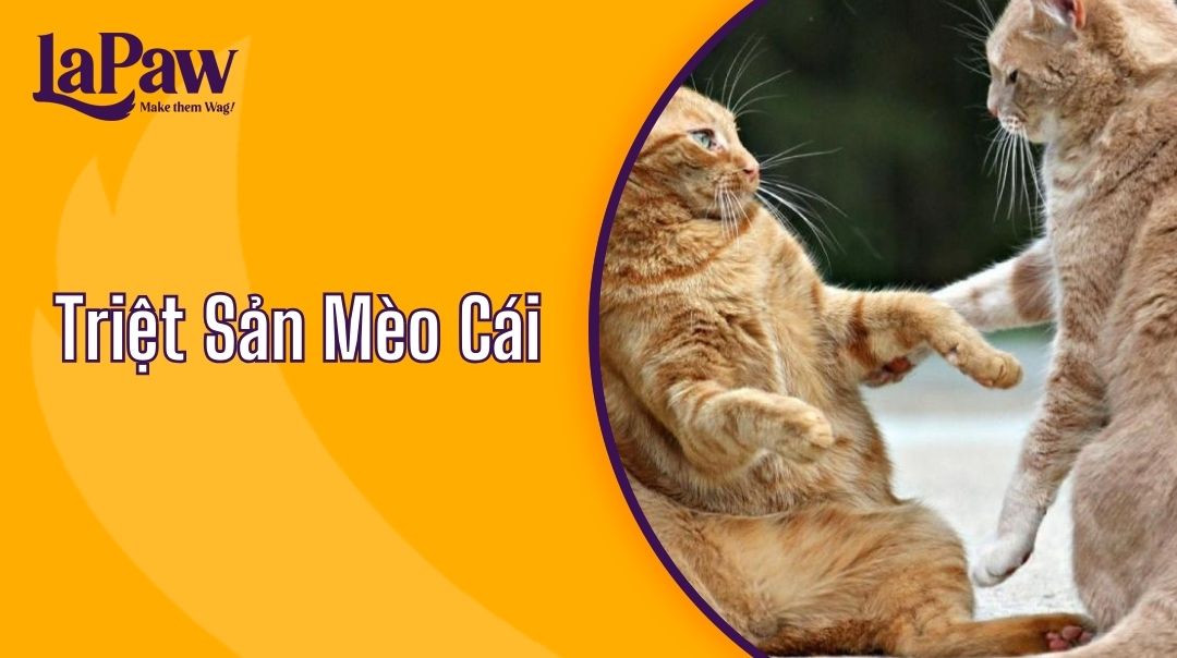 triệt sản mèo cái