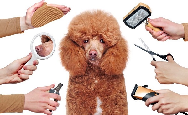 Các Bước Cơ Bản Để Cắt Tỉa Lông Chó Poodle Tại Nhà