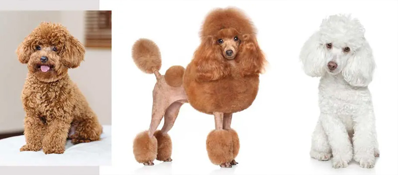 Các Kiểu Cắt Tỉa Lông Đẹp Cho Poodle
