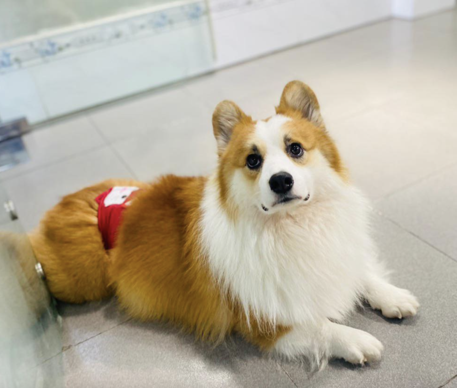 Các Lợi Ích Của Việc Chăm Sóc Đúng Cách Sau Khi Thiến và Triệt Sản