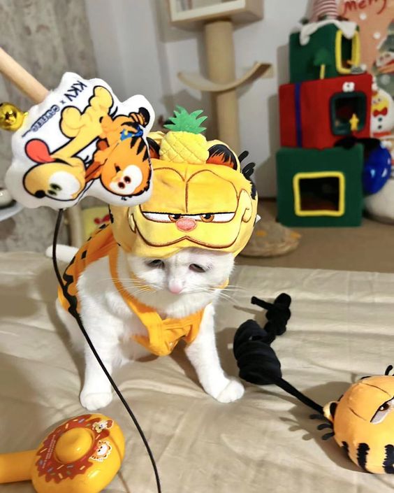 Các Lưu Ý Khi Cho Mèo Chơi Đồ Chơi