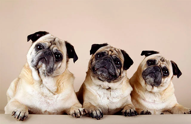 Các Yếu Tố Ảnh Hưởng Đến Giá Của Chó Mặt Xệ