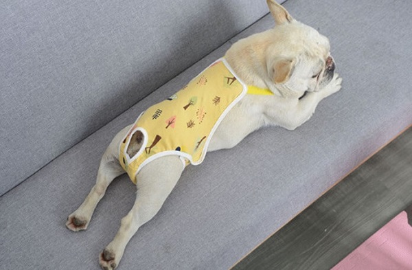 Cách Chăm Sóc Chó Trong Chu Kỳ Kinh Nguyệt