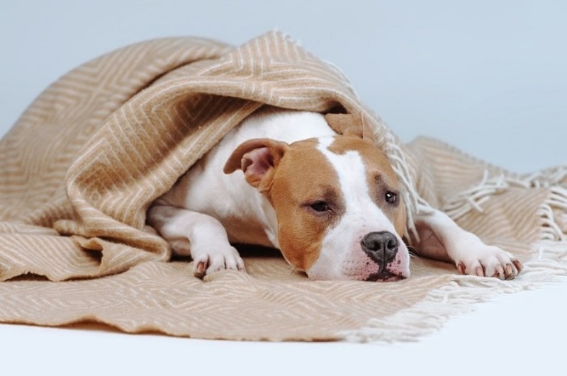 Chăm Sóc Vết Mổ Sau Khi Thiến và Triệt Sản