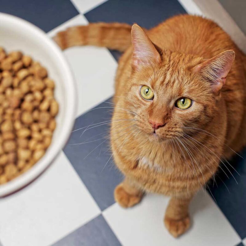 Chế Độ Dinh Dưỡng Và Những Lưu Ý Khác Khi Chăm Sóc Mèo Bị Sỏi Thận