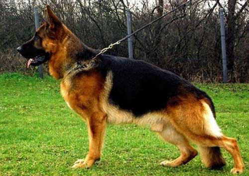 Chó Becgie Đức (German Shepherd)