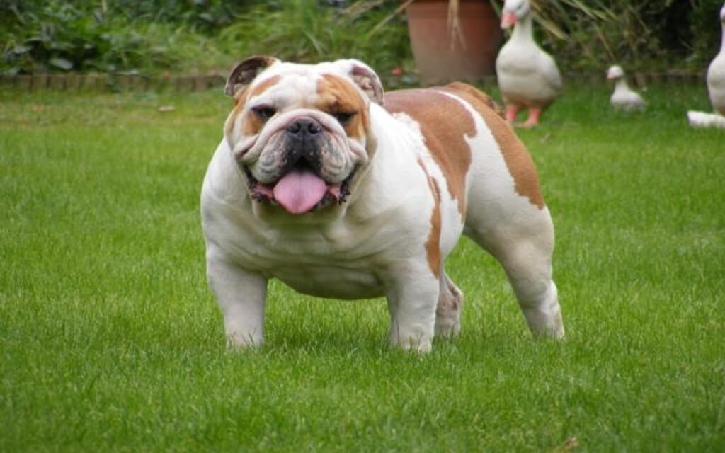 Chó Bulldog