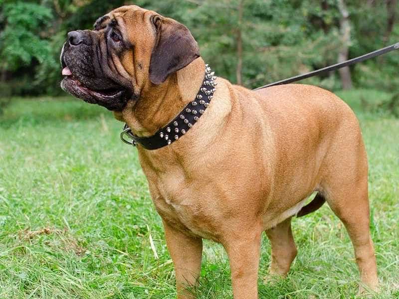 Chó Bullmastiff