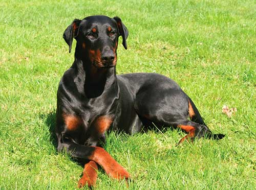 Chó Doberman Pinscher