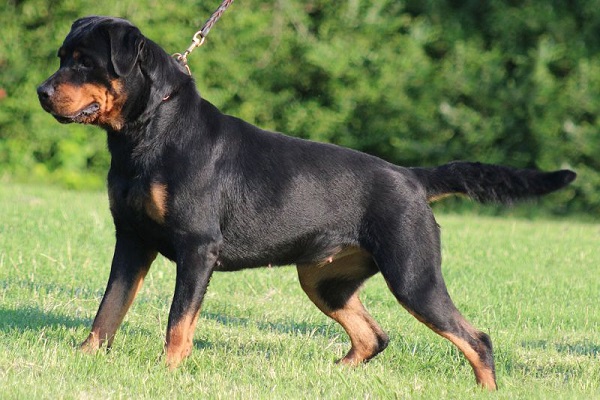 Chó Rottweiler