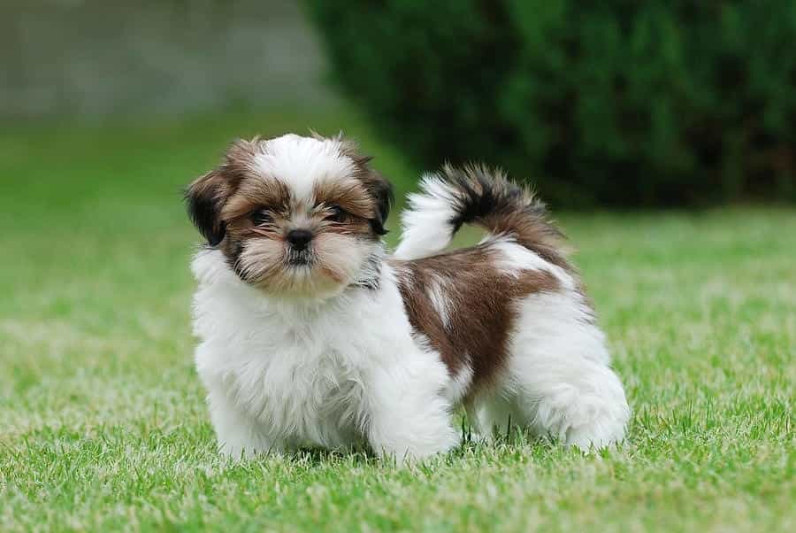 Chó Shih Tzu