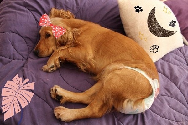 Chu Kỳ Kinh Nguyệt Của Chó?