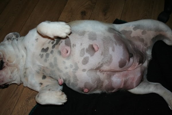 Dấu hiệu nhận biết chó khó đẻ