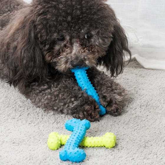 Đồ Chơi Nhai (Chew Toys)