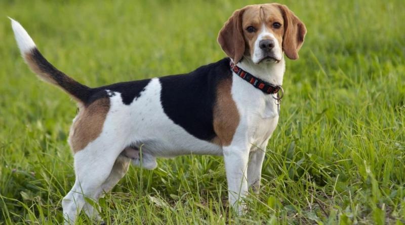 Hành Vi Xã Hội Của Chó