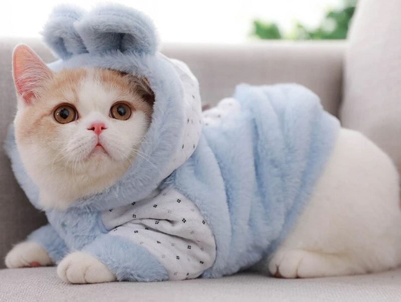 Hướng Dẫn Chọn Áo Cho Mèo Vào Mùa Đông